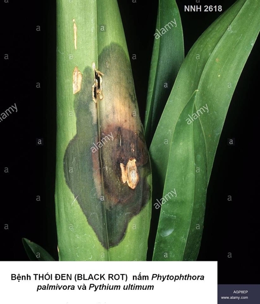 Bệnh thối đen (Black Rot) trên cây phong lan (do nấm Pythium và Phytophthora)