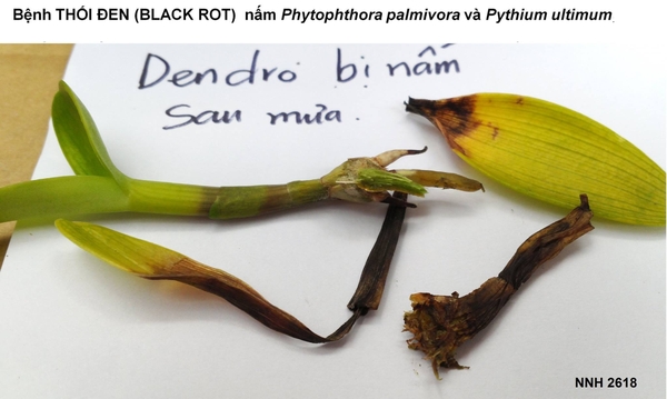 Bệnh thối đen (Black Rot) trên cây phong lan (do nấm Pythium và Phytophthora)