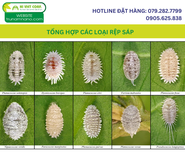 tong-hop-cac-loai-rep-sap