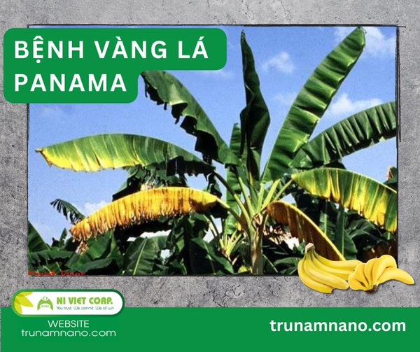 trieu-chung-benh-vang-la-panama-tren-cay-chuoi