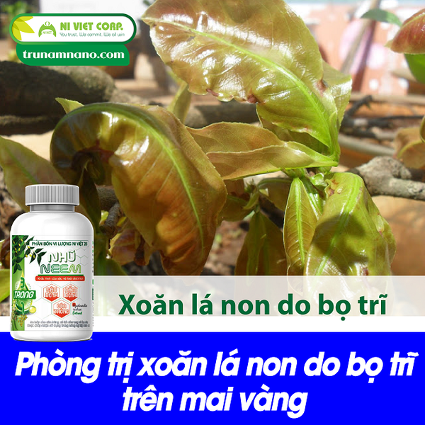  phong-tri-xoan-la-non-do-bo-tri-tren-cay-mai-vang