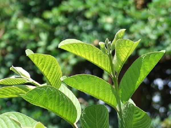 Lá ổi và những tác dụng bất ngờ