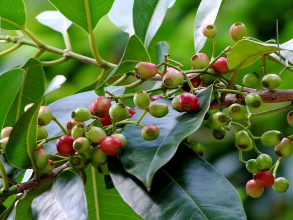 Cây Vối làm thuốc