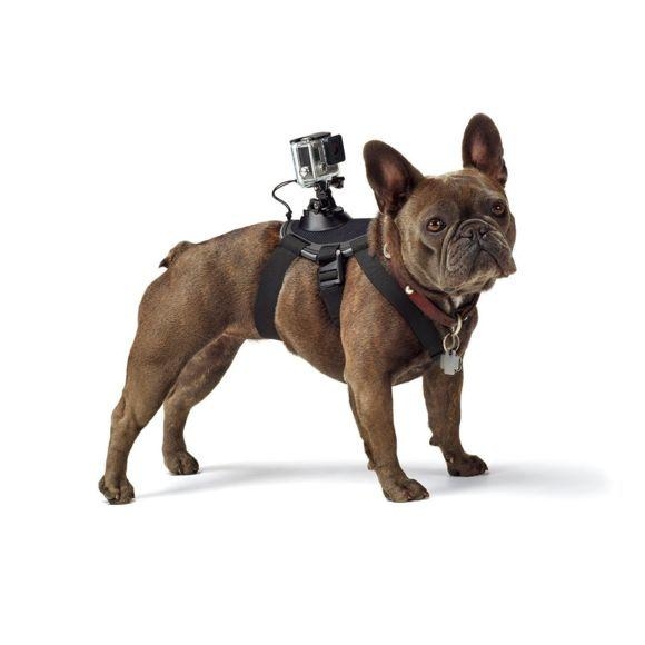 Dây đeo camera Gopro gắn lưng, bụng cho thú cưng