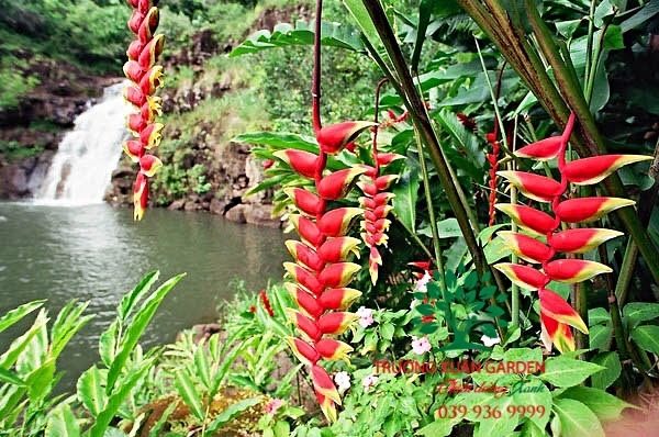 HOA CHUỐI CẢNH