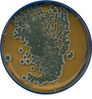 malt-extract-agar-for-microbiology-1053980500