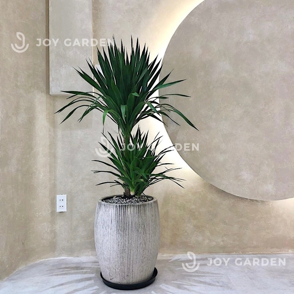 Phát Tài Núi cổ thụ Chậu Xám lớn [Dragon Tree w Grey Planter]