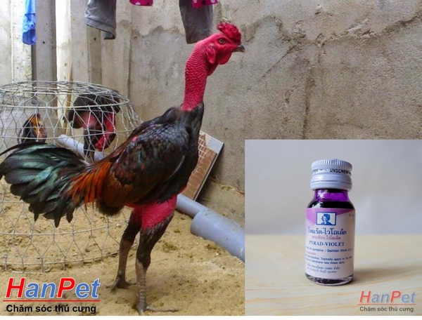 (Thuốc gà CHỌI) Thuốc bôi mép gà chọi, Mép trong Violet cho chiến kê, dạng thuốc bôi 15ml/lọ- MADE IN THAILAND (Hanpet boi mep)
