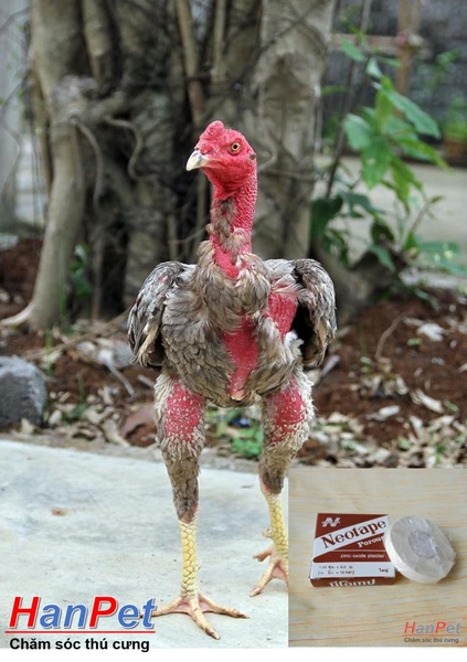 HP>129k -(Thuốc GÀ CHỌI) băng dính cuốn cựa gà chọi, băng keo quấn cựa gà đá (Kích thước 1,25cm dài 9m)-  MADEIN THAILAND (H-HP10427TC