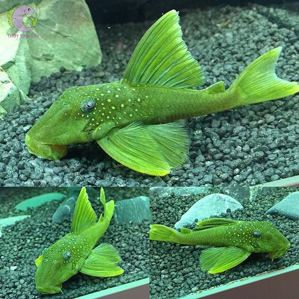 L200 Green Phantom Pleco (5 6cm) Thủy Sinh Tím