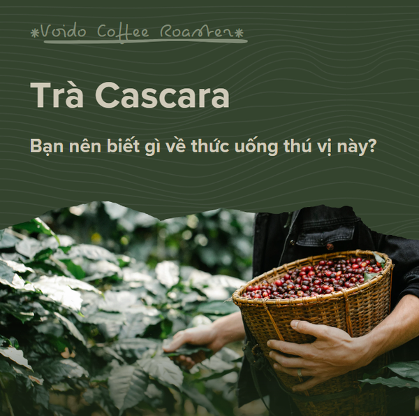 Trà Cascara - Bạn nên biết gì về thức uống thú vị này?