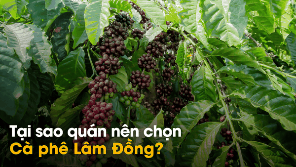 TẠI SAO QUÁN NÊN CHỌN CÀ PHÊ LÂM ĐỒNG?
