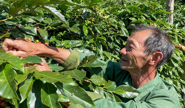 Hương vị cà phê Hồ Tiên