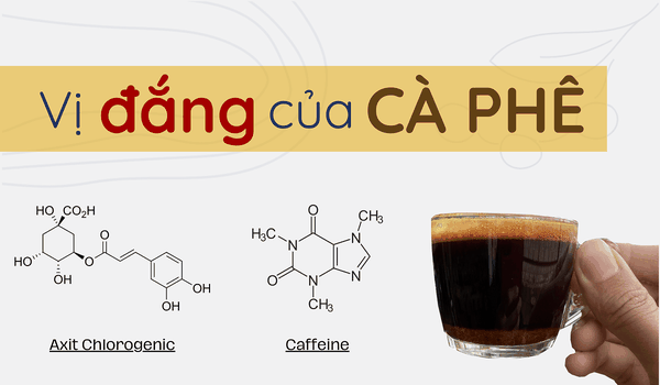 Hiểu về vị đắng của cà phê