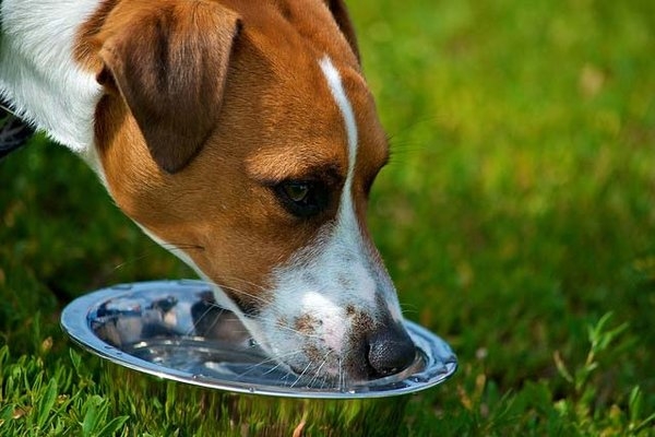 Tác dụng khi cho chó uống nước đường 3 Tác dụng khi cho chó uống nước đường