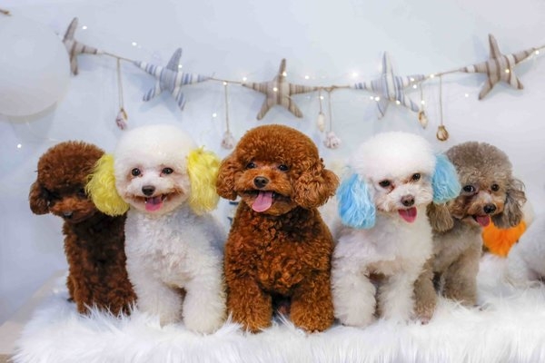 TOP 15 giống chó không rụng lông "đốn tim" người nhìn 4 chó không rụng lông