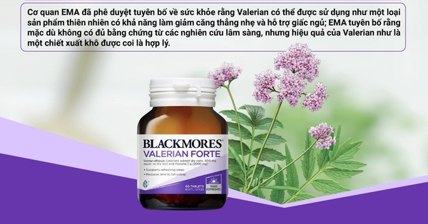 Valerian Forte 2000mg Blackmores với thành phần chính cây nữ lang giúp bạn trị chứng mất ngủ