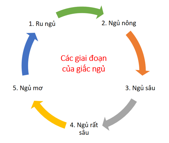 ngu-ngon-1.png