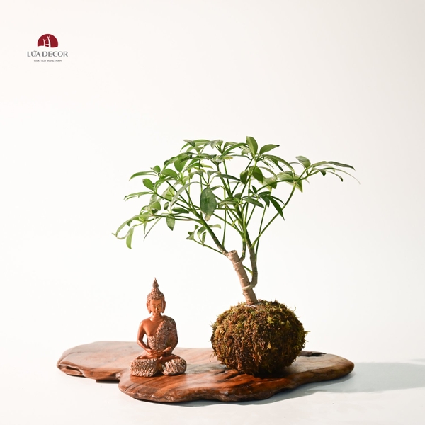 TIỂU CẢNH MN0769