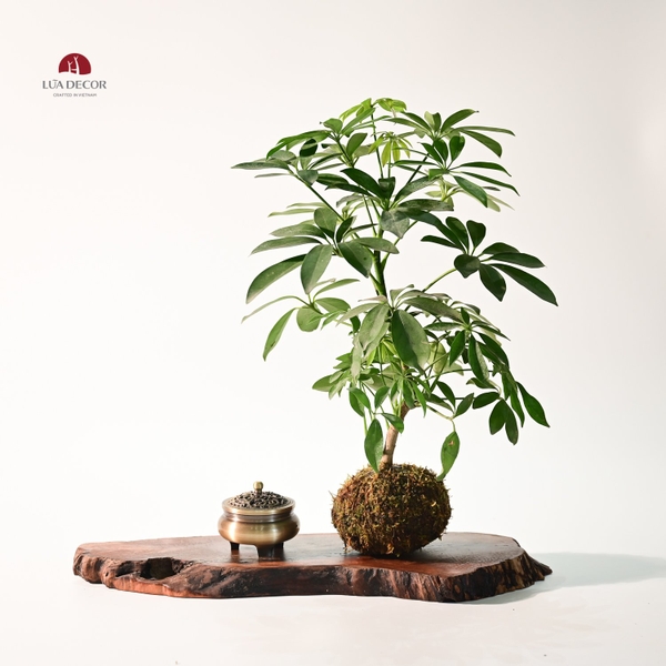 TIỂU CẢNH MN0768