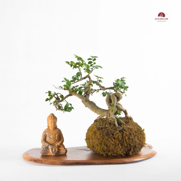 CÂY NGỌC RÊU KOKEDAMA CNR002