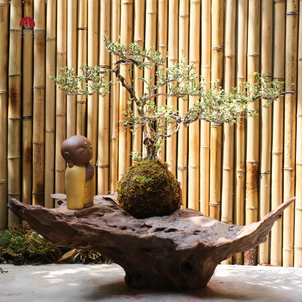TIỂU CẢNH MN0467