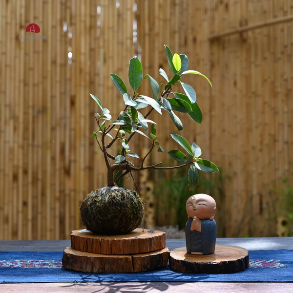 TIỂU CẢNH MN0502