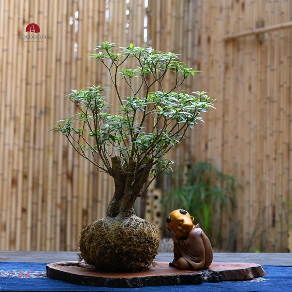 TIỂU CẢNH MN0501