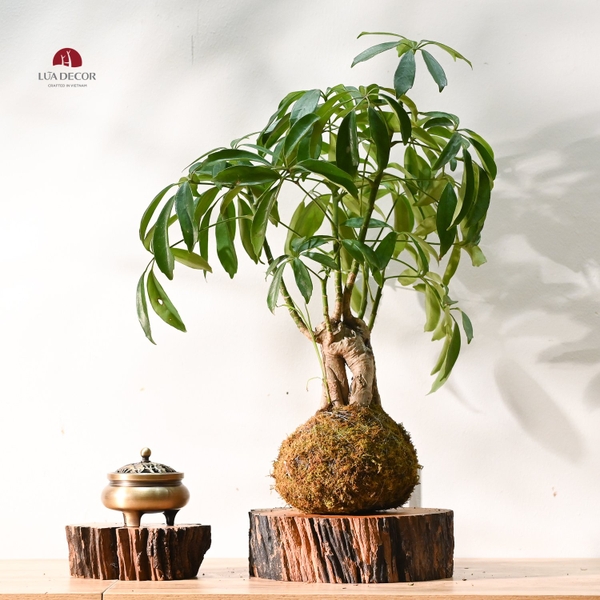 TIỂU CẢNH MN0609