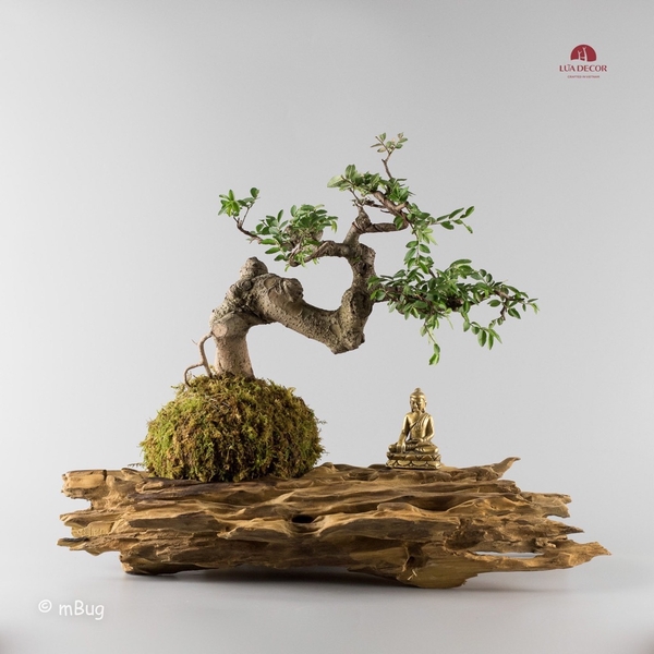 Tiểu Cảnh Thiền MN0103