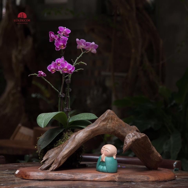 Tiểu Cảnh Thiền MN0050