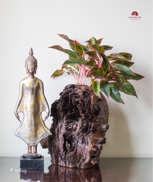 Tiểu Cảnh Thiền MN0156