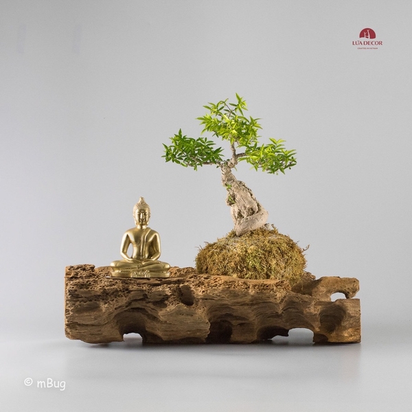 Tiểu Cảnh Thiền MN0188