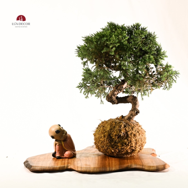 TIỂU CẢNH MN0529