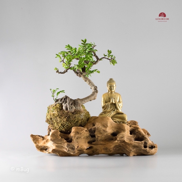 Tiểu Cảnh Thiền MN0189