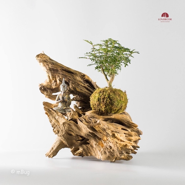 Tiểu Cảnh Thiền MN0194