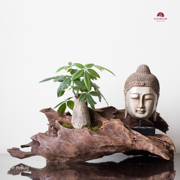 Tiểu Cảnh Thiền MN0151