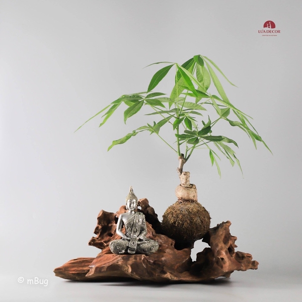 Tiểu Cảnh Thiền MN0120