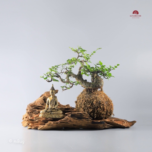 Tiểu Cảnh Thiền MN0112