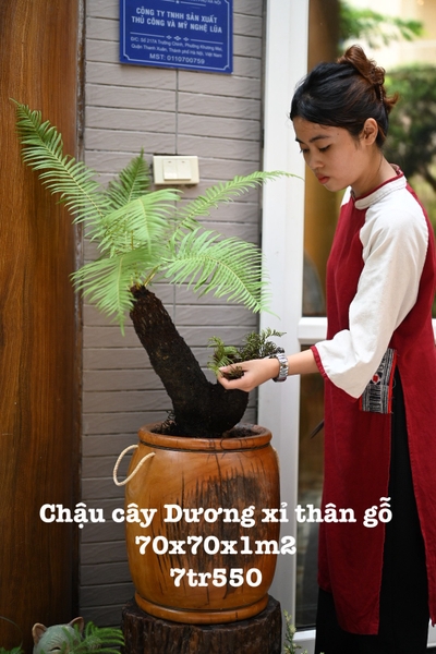 Chậu lũa cây dương xỉ thân gỗ