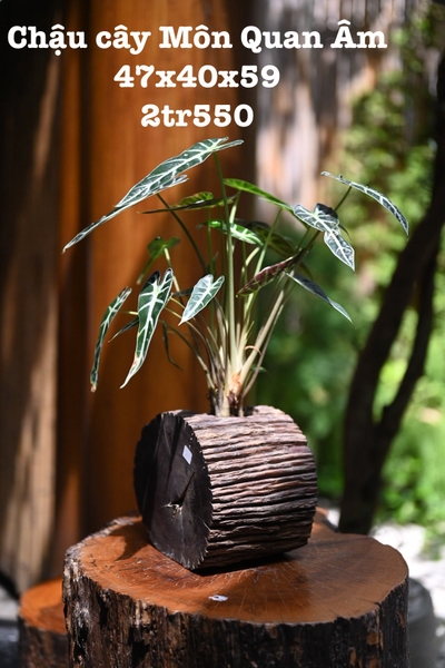 Chậu lũa cây môn quan âm