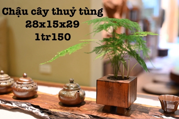 Chậu lũa cây thuỷ tùng