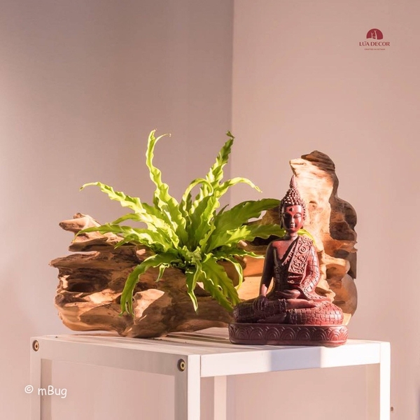 Tiểu Cảnh Thiền MN0171