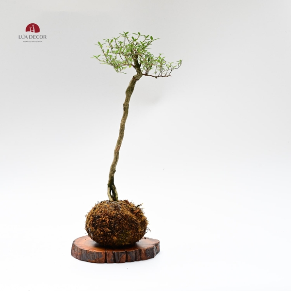 TIỂU CẢNH THIỀN MN0753