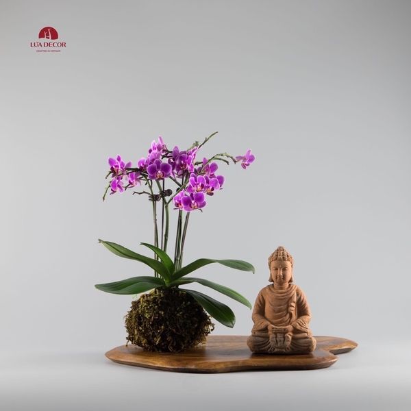 Tiểu Cảnh Thiền MN0072