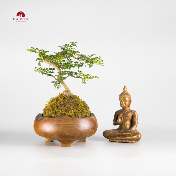 CÂY NGỌC RÊU KOKEDAMA CNR003