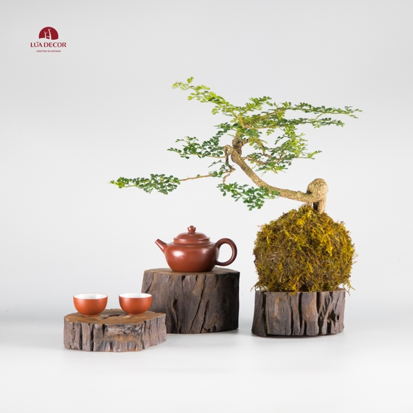 CÂY NGỌC RÊU KOKEDAMA CNR005