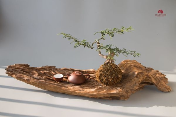 Tiểu cảnh thiền MN0005