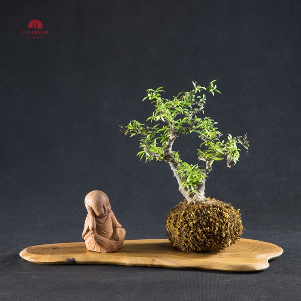 TIỂU CẢNH THIỀN MN0099