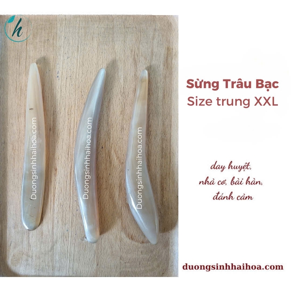 SỪNG TRÂU BẠC SIZE XXL (15.1 - 18 CM )